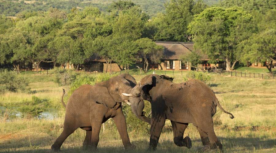 Bakubung Bush Lodge